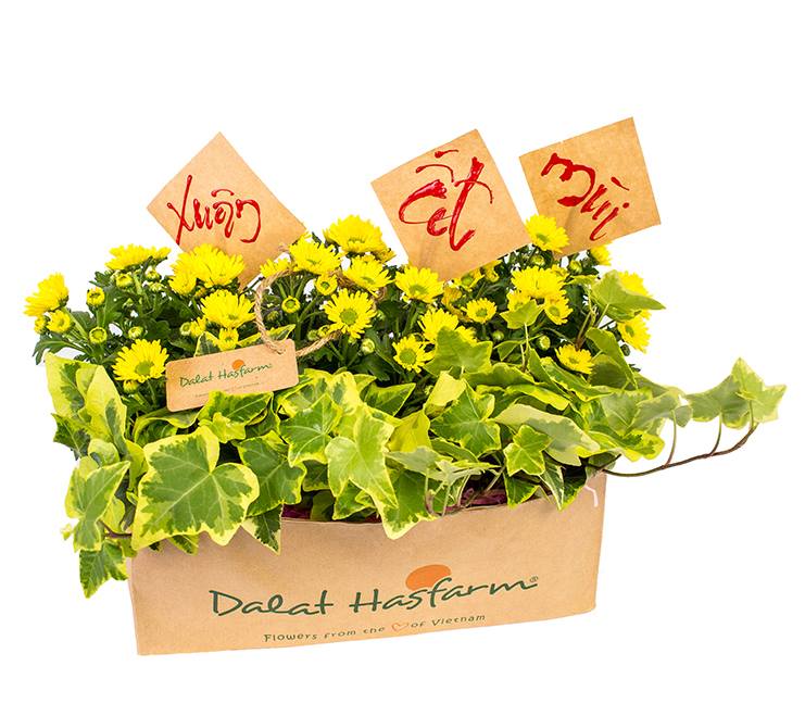 Dalat Hasfarm - Xuân Ất Mùi 2015 - HTV9